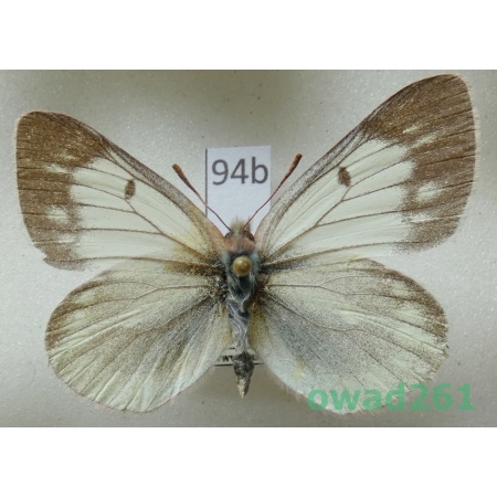 Colias tyche montana Verity, 1911 Russia94b